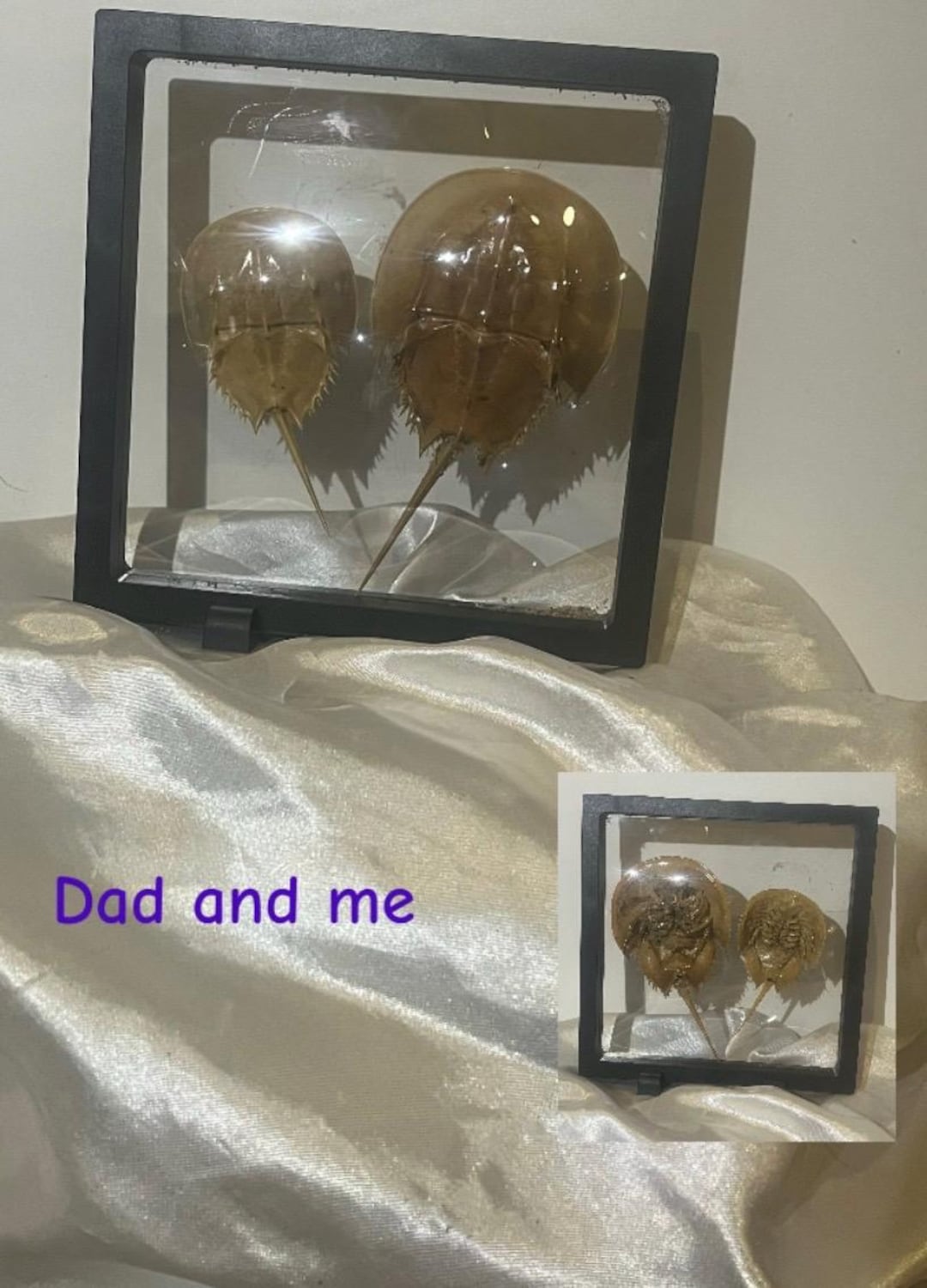 カブトガニの殻 カブトガニの殻。 - Etsy 日本