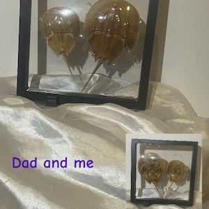 Horseshoe Crab shells.