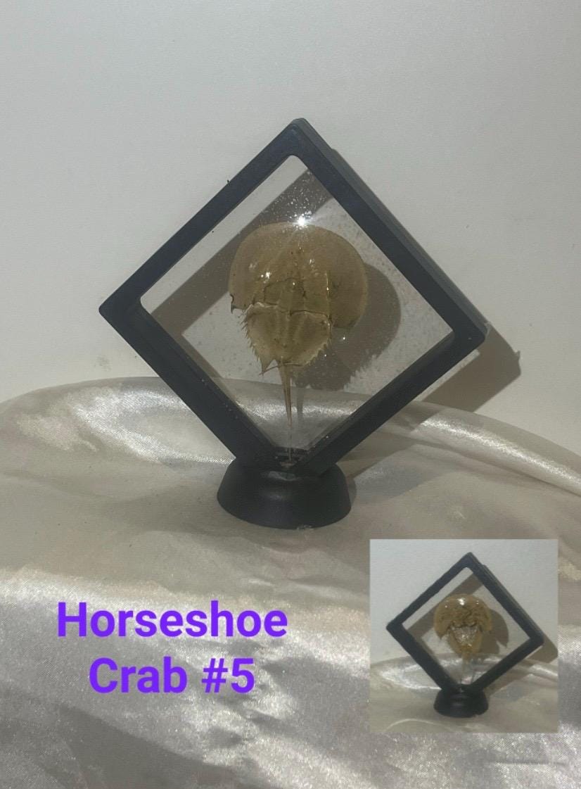 カブトガニの殻。 - Etsy 日本