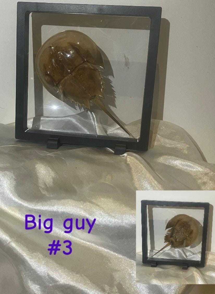 カブトガニの殻。 - Etsy 日本