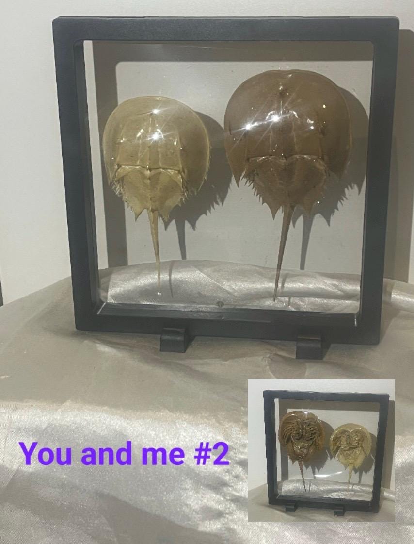 カブトガニの殻。 - Etsy 日本