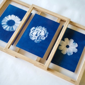 Cyanotype of flowers in transparent oak frame