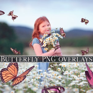 Butterfly overlays , png Butterfly , flying Butterfly , Photoshop overlays