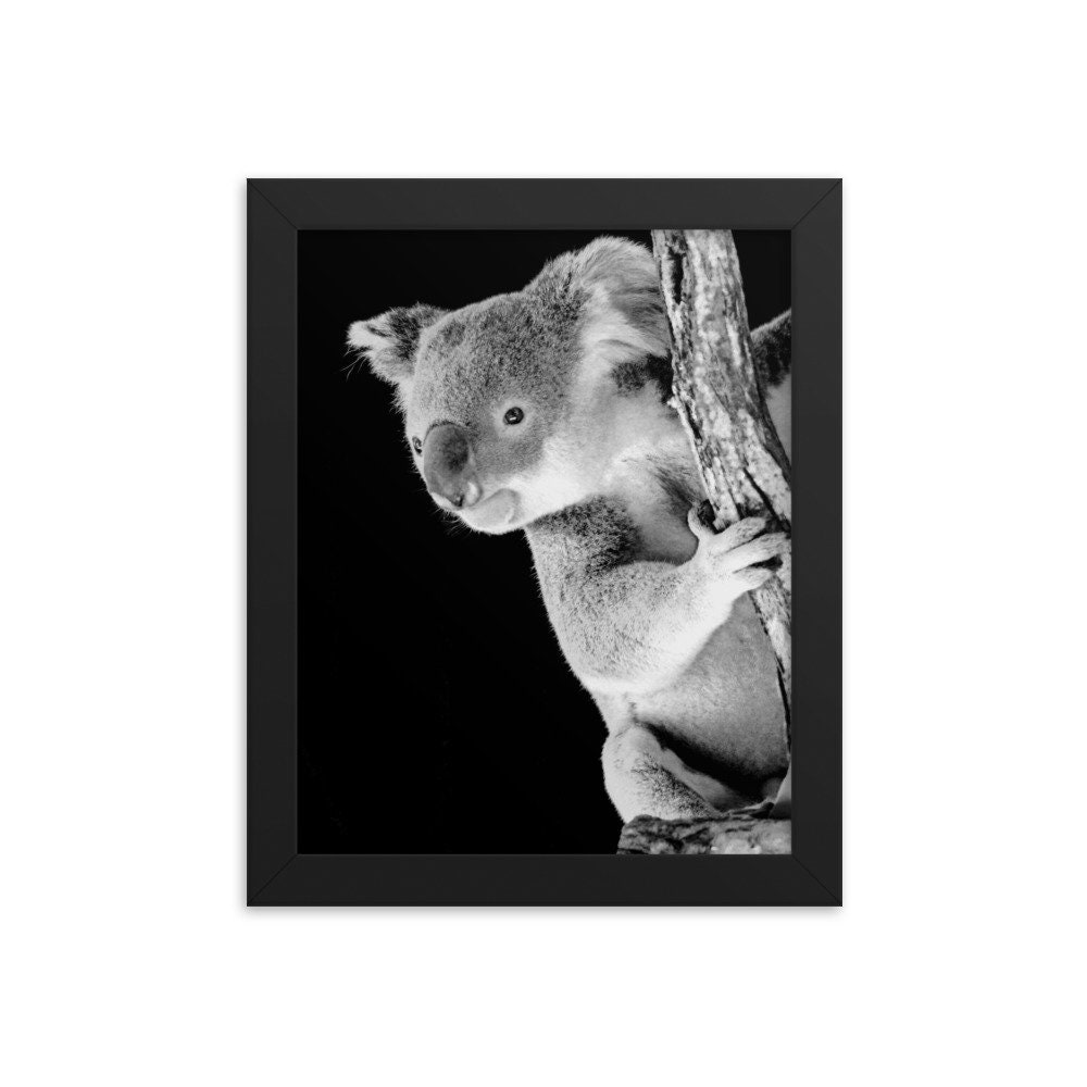Encadre Koala Ours Noir Et Blanc Photo Affiche Decoration Etsy Canada