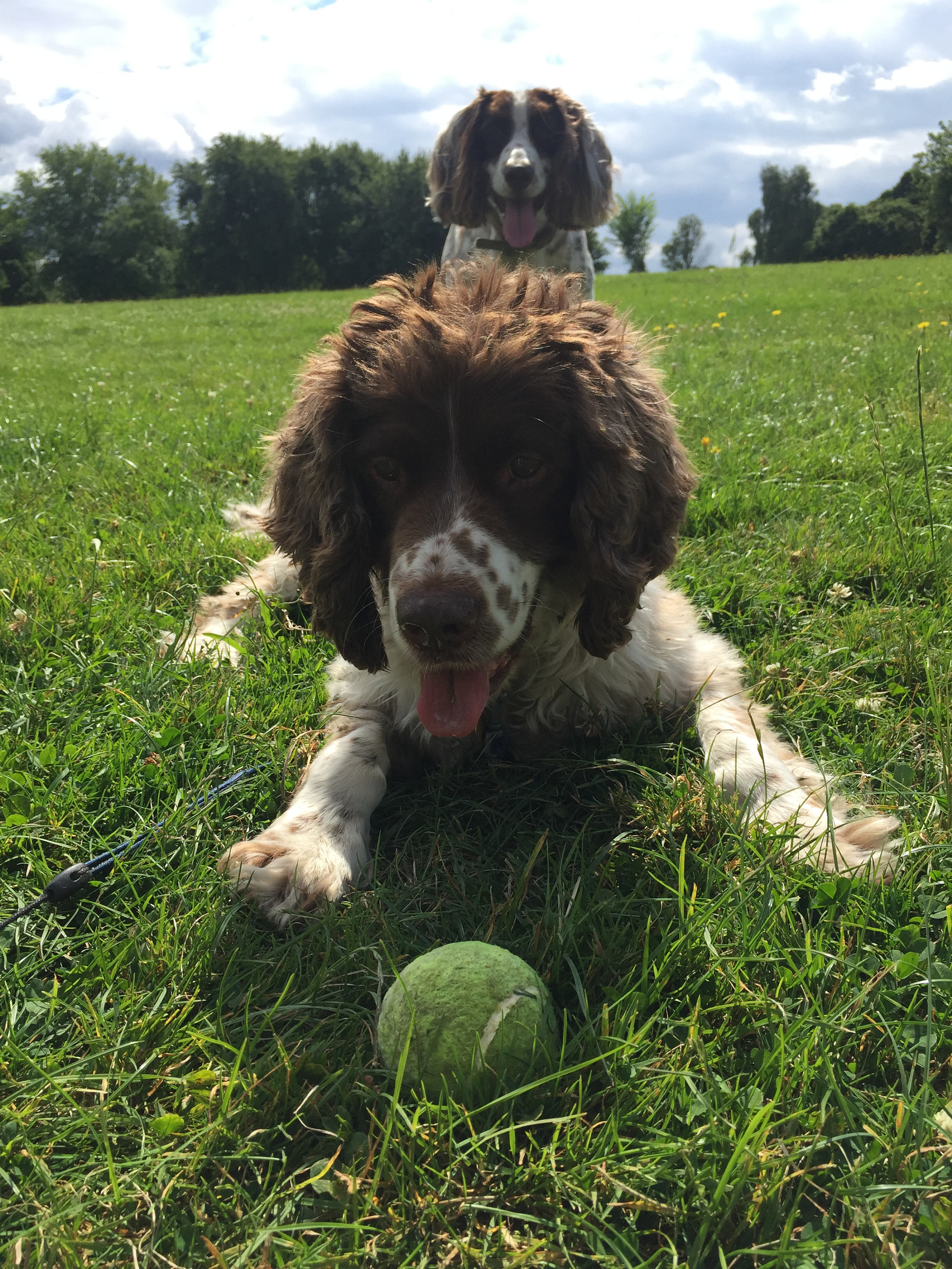 Springer Spaniel Freres Etsy