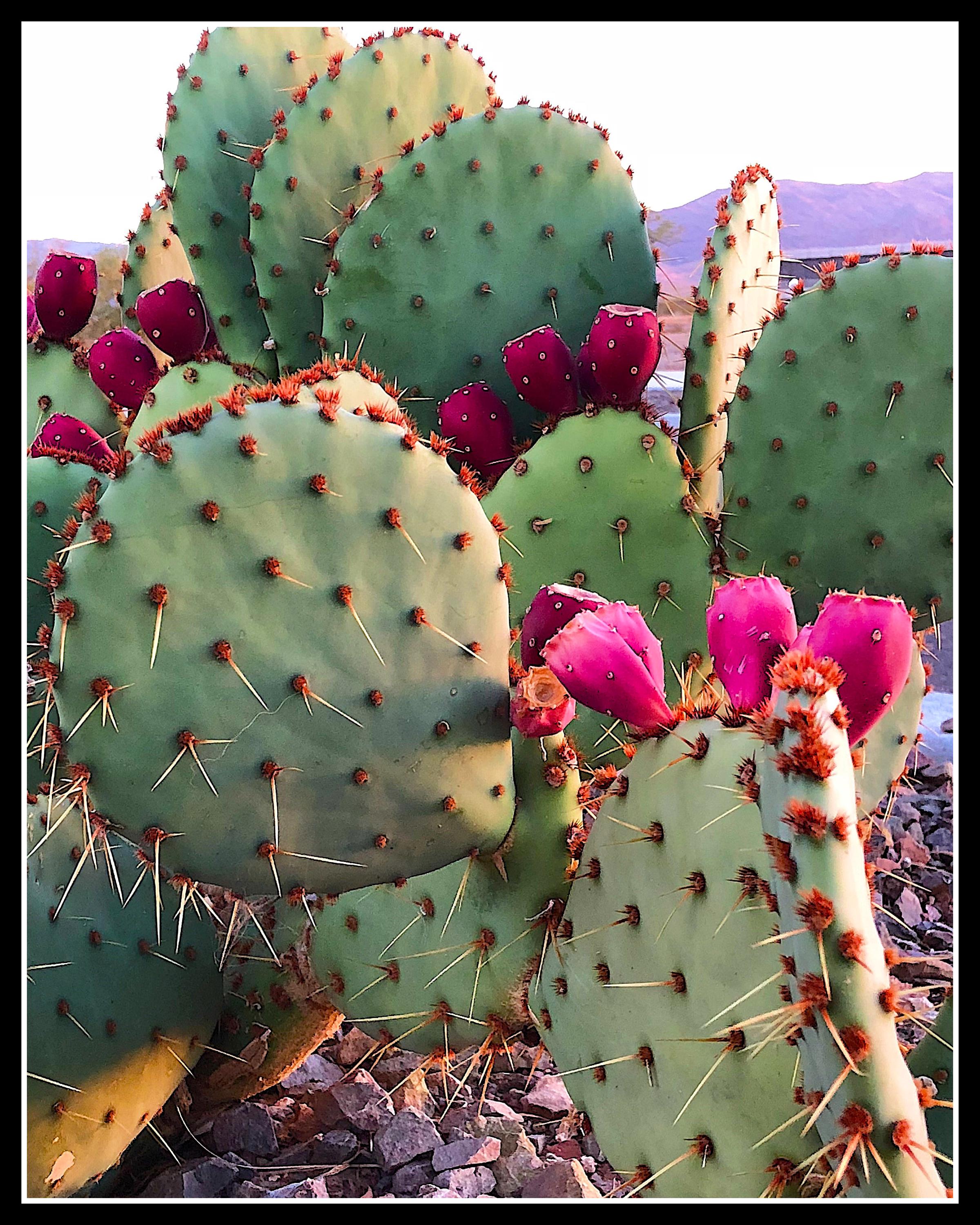 Arizona Photography, Prickly Pear Cactus With Mountain Background Print,  Nature Wall Art