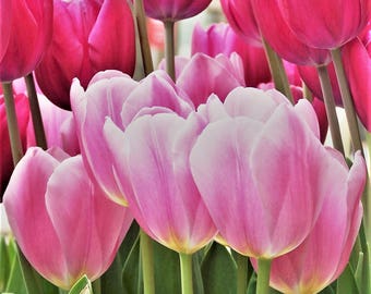 Flower Photography, Pink Tulips on the Magnificent Mile, Pink Tulips Photos, Pink Flower Photos, Pink Wall Art, Spring Flower Photos