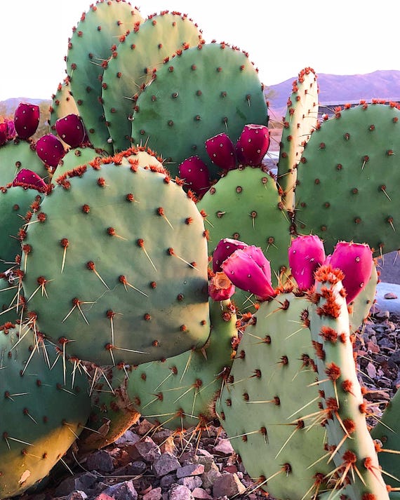 Arizona Photography, Prickly Pear Cactus With Mountain Background Print,  Nature Wall Art