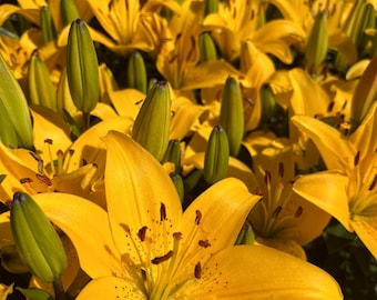 Flower Photography, Yellow Easter Lily Photo Print, Flower Wall Art
