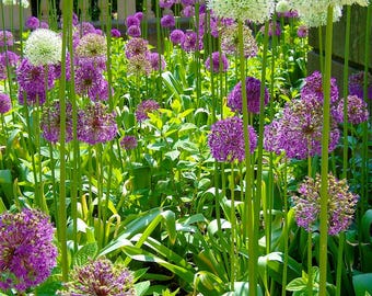 Flower Photography Print, Sunlit Purple and White Alliums, Floral Wall Art