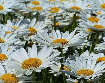Flower Photography, Field of Shasta Daisies, Flower Wall Art, Flower Photos, Flower Wall Print, Summer Flowers
