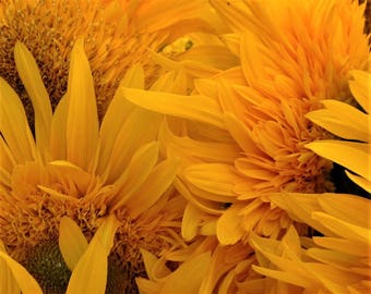 Flower Photography, Sunflowers at the Farmers Market, Flower Wall Art, Farmers Market Prints, Flower Wall Print, Yellow Flowers