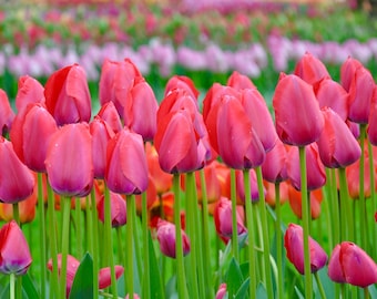 Flower Photography Print, Red Tulip Wall Art