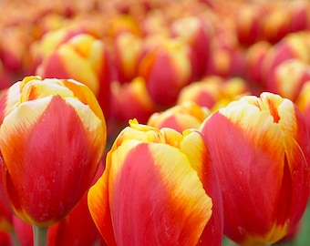 Flower Photography, Red Tulips, Spring Flower Art Print