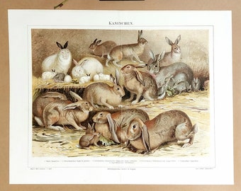 Antique lithograph, rabbit, brocante, Easter,