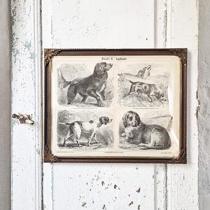 Può includere: Una stampa vintage incorniciata con quattro illustrazioni dettagliate di diverse razze di cani. La stampa ha una cornice marrone scuro con dettagli dorati. Lo sfondo è una porta bianca usurata.