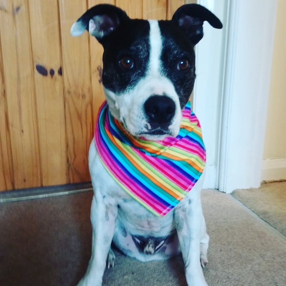 Dog Bandana - Dog Accessories - Rainbow Dog Bandanas - Present for Dog - Made to fit - Handmade - Free UK Shipping