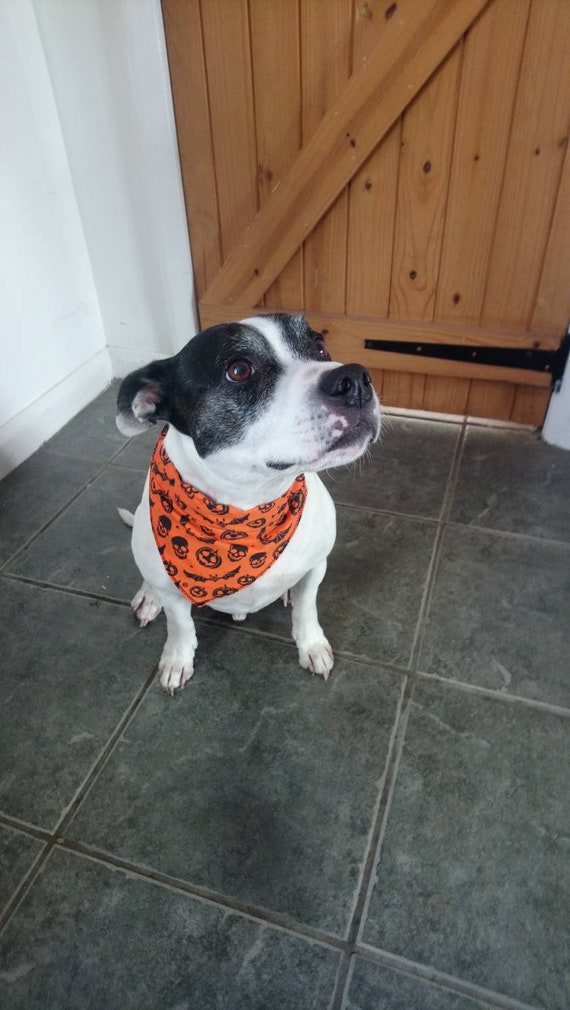 Halloween Dog Bandana - Pumpkin Dog Bandana-Dog Accessories - Gift for Dog - On Collar Bandana - Handmade - Free UK Shipping