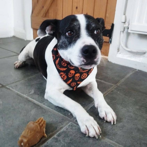 Halloween Dog Bandana - Pumpkin Dog Bandana-Dog Accessories - Gift for Dog - On Collar Bandana - Handmade - Free UK Shipping