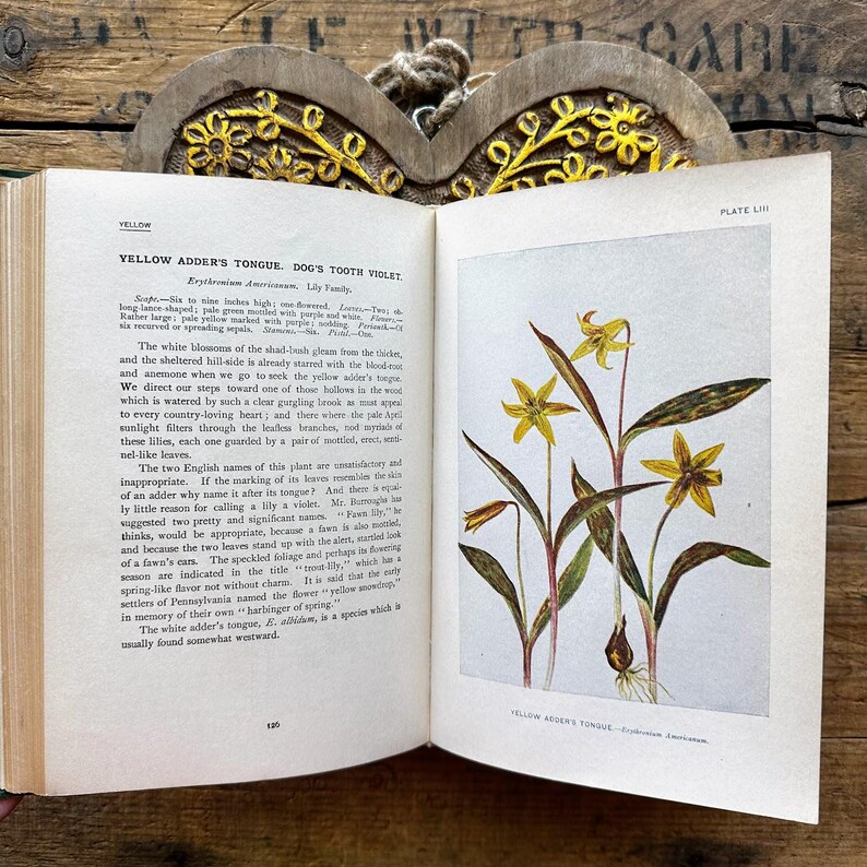 1916 How to Know the Wild Flowers Book, Green and Gold, Beautiful
