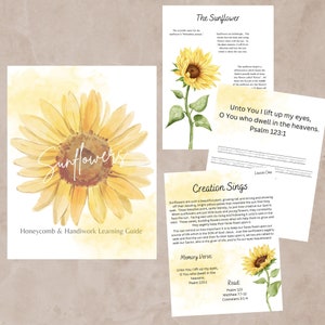 Sunflower unit study, sunflower crafts, kids nature activity, charlotte mason unit study, flower lessons for kids, bible memory, sunflowers