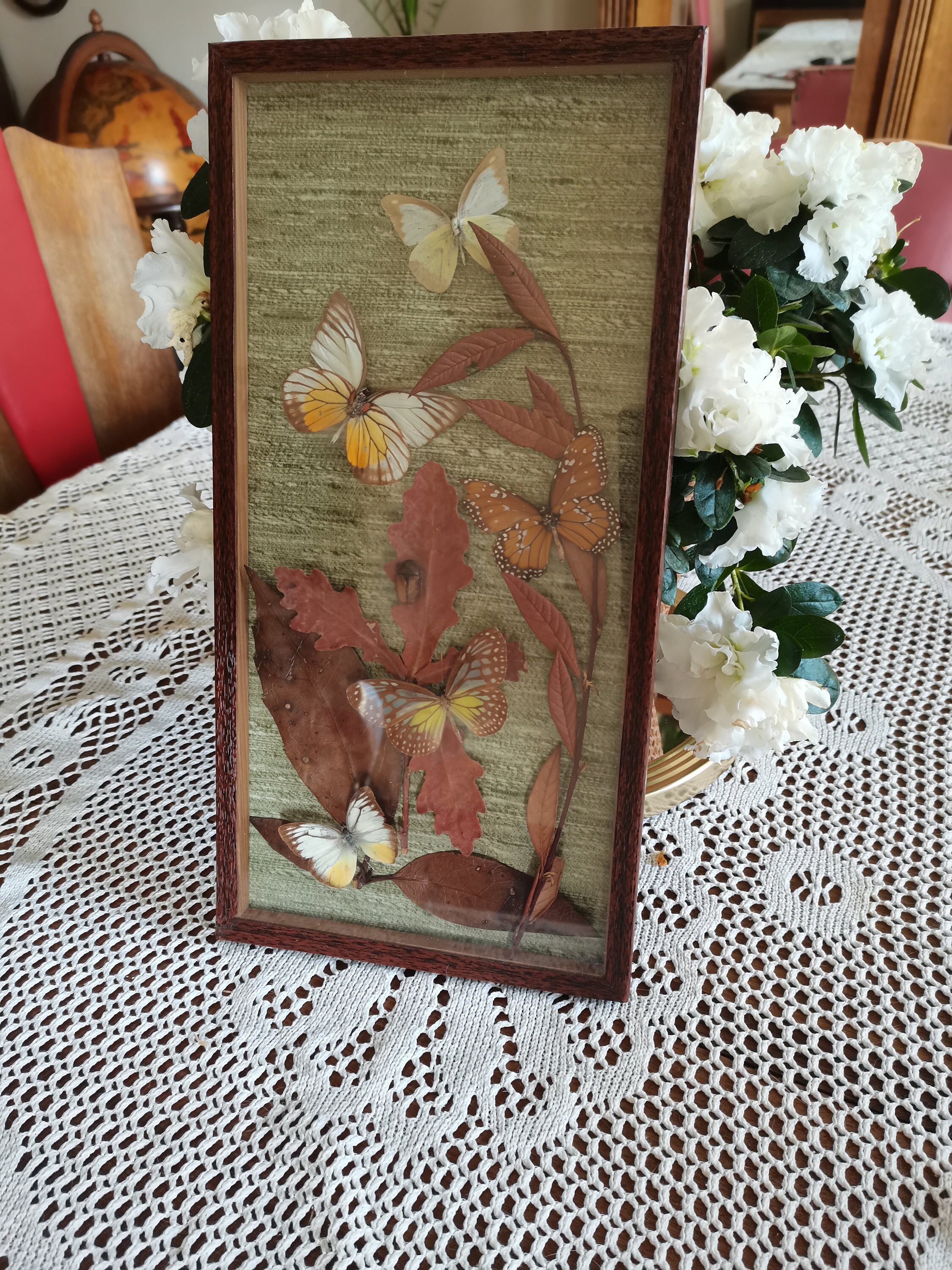 Vintage 1960S Butterflies Frame Entomology