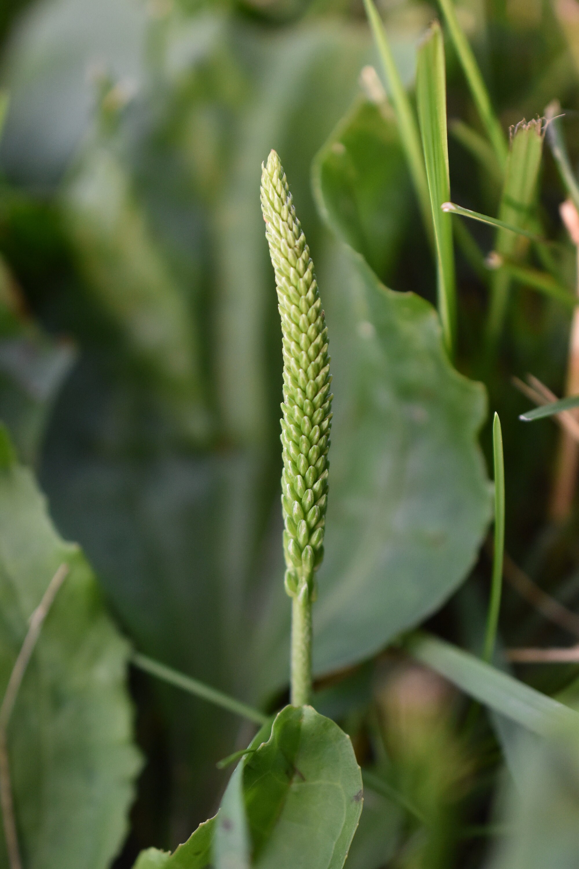 Plantain Seeds Plantago major Organic Etsy
