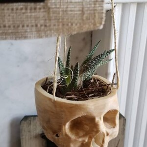 May include: A hanging planter shaped like a skull made of light brown wood with a small succulent plant growing inside.