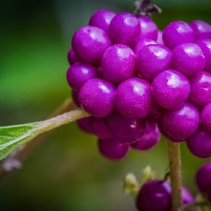 アメリカンビューティーベリー - 低木植物 紫 緑 自然 ベリー 葉 花柄 壁紙 背景 デジタルダウンロード