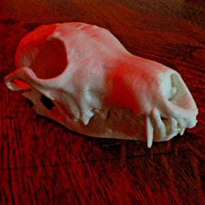Fox Skull Model - Anatomically Correct - 6 Inches