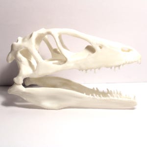 Velociraptor Skull - Fossil Reproduction - Anatomically Correct - 5 Inches