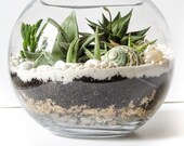 DIY Terrarium Kit (LARGE) with Glass bowl, Decor, Instructions, etc - Gift