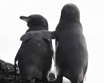 Penguins in love (photograph)