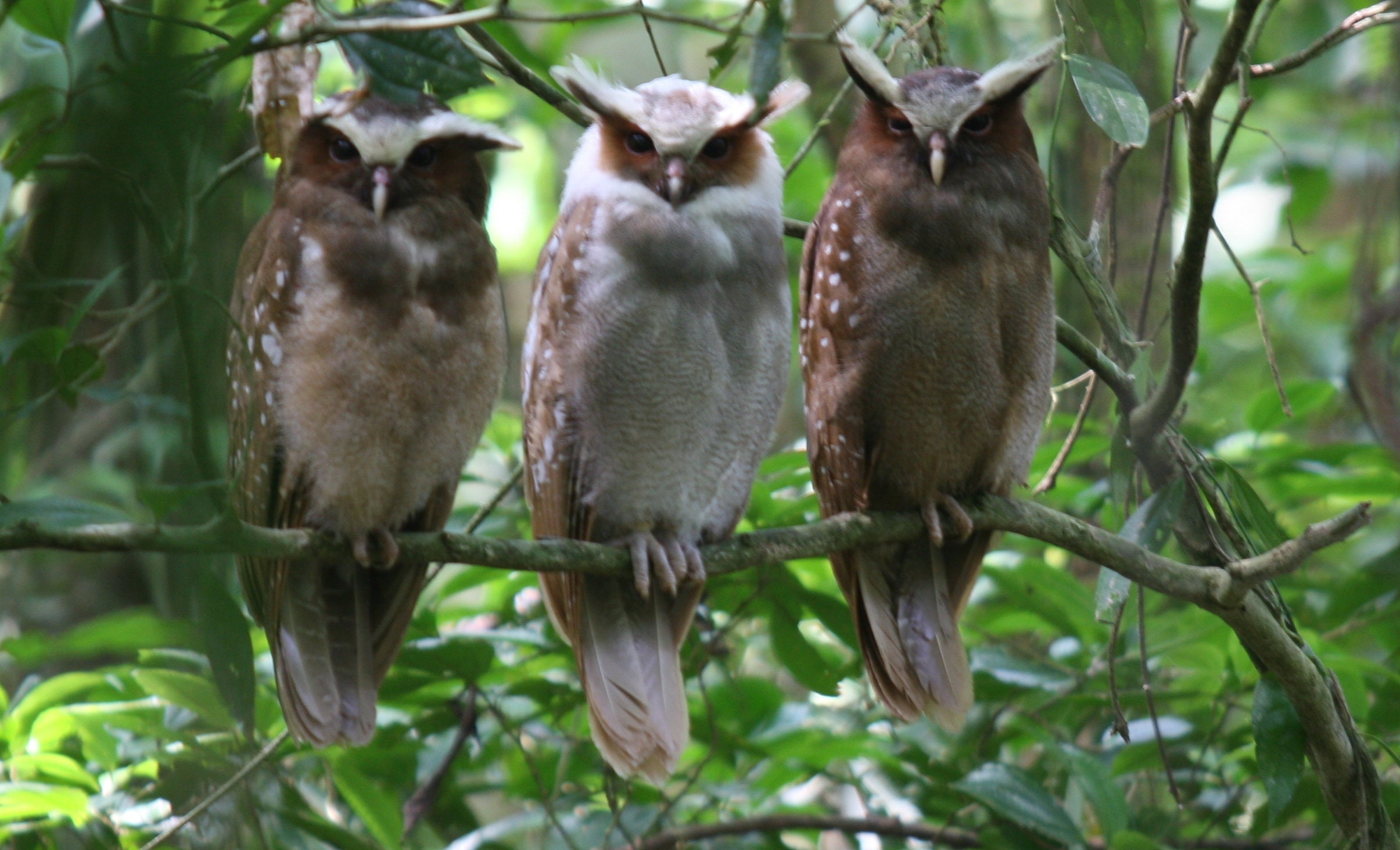 3 owls (photograph)