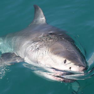 Great White Shark (photograph)