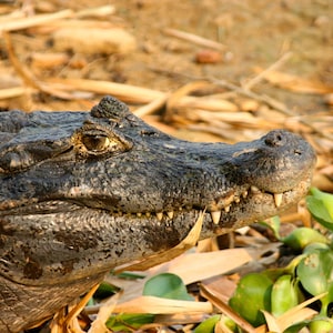 Caiman (photograph)