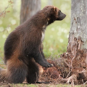 Wolverine (photograph)