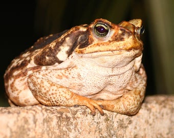 Sapo de caña (fotografía)