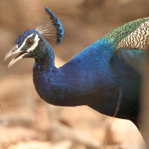 Peacock close up (photograph)