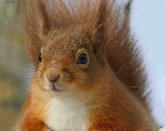 Red Squirrel, Scotland