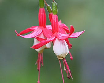 Impresión fotográfica de flor fucsia, flor roja colgante, arte de la naturaleza