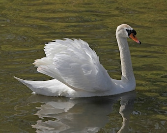 Beautiful swan on lake,swan, graceful swan, swan print,beautiful picture,reflection,