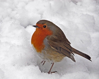 Petirrojo en la nieve en invierno, petirrojo invernal, escena nevada, hermoso petirrojo, imagen navideña, fauna invernal, nieve, petirrojo, ave, estampado de petirrojo en la nieve