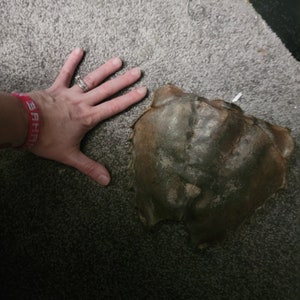 Partial Horseshoe Crab Carapace