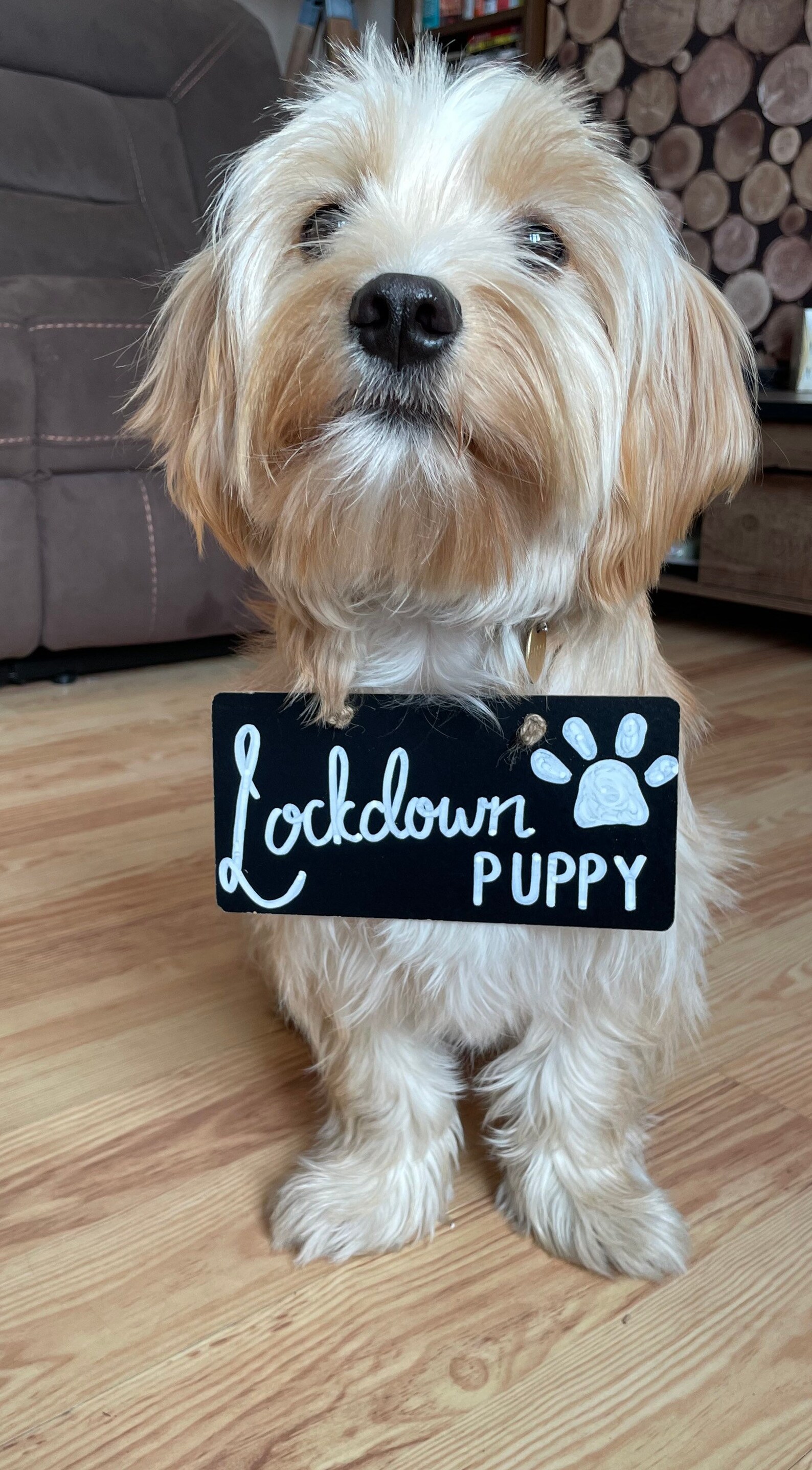 Lockdown Puppy sign Puppy Announcement Sign Chalkboard Etsy