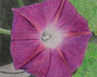 Funnel winch, flower, flower, small painting, crayon, 13 x 18 cm, original painting, handmade