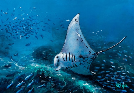 Manta, Rays, Underwater, Fish, Elegant, Nature, Acrylic, 10 X 15