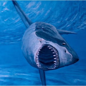 Tiburón Blanco, Mandíbulas, Bajo El Agua, Ola Grande, Ataque De Tiburón, Mar, Azul, Tiburón, Mordedura, Peligroso, Naturaleza