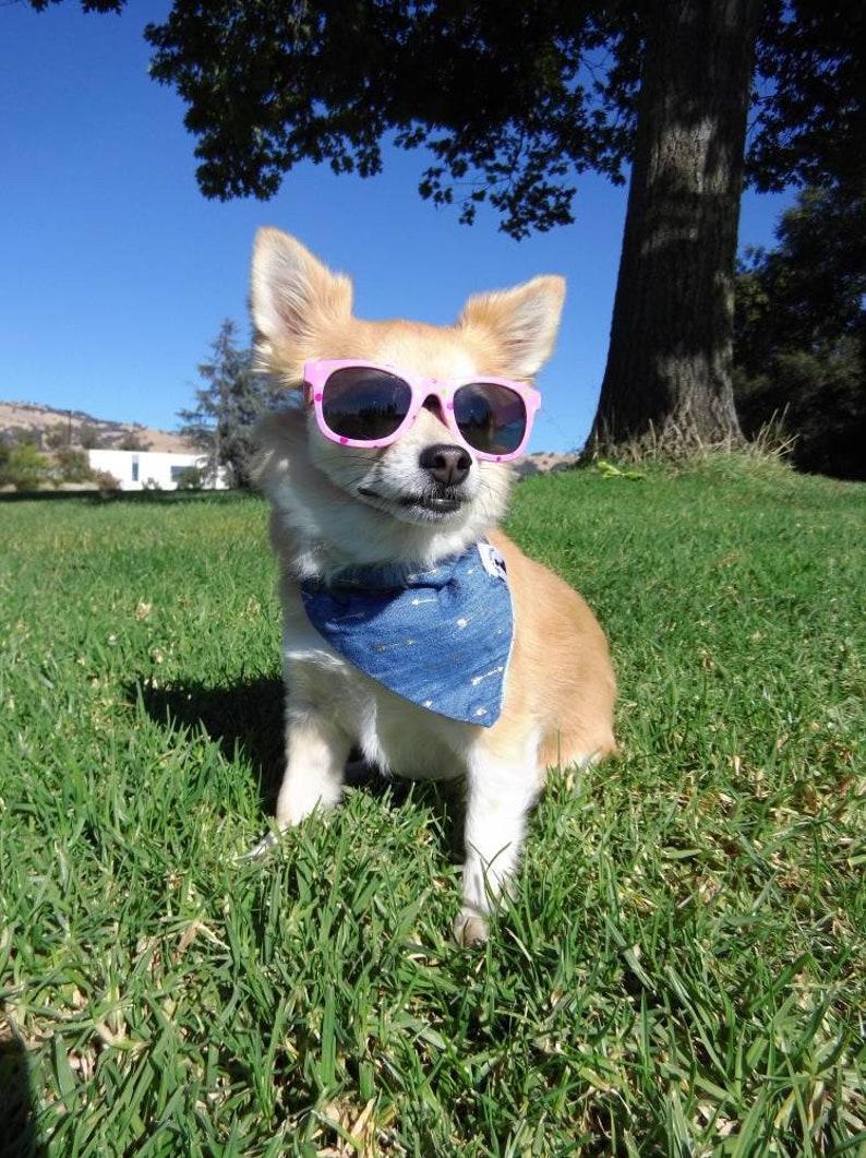 Burst of Freedom Bandana Independence Day Reversible Stars Bandana Fireworks Bandana DogCat Bandana Fourth of July 4th of July