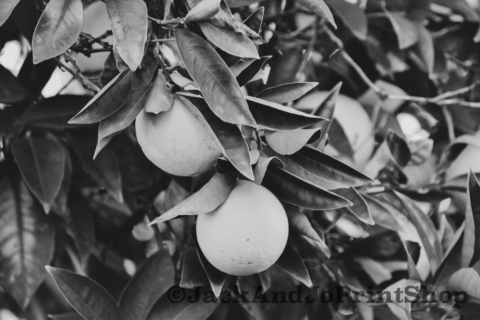 Individual Black and White Orange Tree Digital Print Download 8x10 Etsy